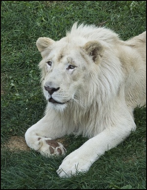 Lion Blanc.jpg
